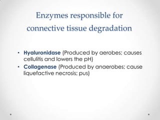 Enzymes responsible for
connective tissue degradation
• Hyaluronidase (Produced by aerobes; causes
cellulitis and lowers the pH)
• Collagenase (Produced by anaerobes; cause
liquefactive necrosis; pus)
 
