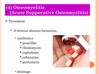 (4) Osteomyelitis
  (Acute Supporative Osteomyelitis)
 Treatment

   if obvious abscess formation,

     • antibiotics
          penicillin
          clindamycin
          cephalexin
          cefotaxime
          gentamicin

     • drainage
 
