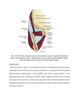 Submasseter Space Odontogenic Infections Update | PDF