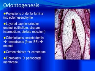 Odontogenesis
Projections of dental lamina
into ectomesenchyme
Layered cap (inner/outer
enamel epithelium, stratum
intermedium, stellate reticulum)
Odontoblasts secrete dentin
 ameloblasts (from IEE) 
enamel
Cementoblasts  cementum
Fibroblasts  periodontal
membrane
 
