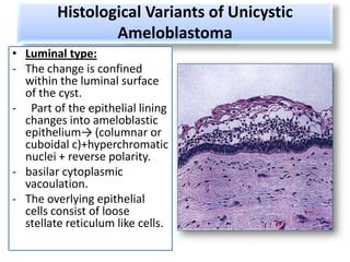 Histological Variants of Unicystic
                 Ameloblastoma
• Luminal type:
- The change is confined
  within the luminal surface
  of the cyst.
- Part of the epithelial lining
  changes into ameloblastic
  epithelium→ (columnar or
  cuboidal c)+hyperchromatic
  nuclei + reverse polarity.
- basilar cytoplasmic
  vacoulation.
- The overlying epithelial
  cells consist of loose
  stellate reticulum like cells.
 