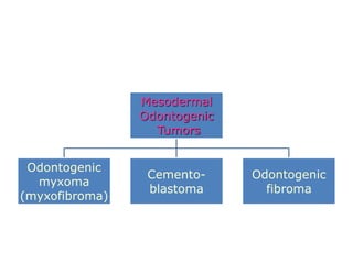 Mesodermal
                Odontogenic
                  Tumors


 Odontogenic
                 Cemento-     Odontogenic
  myxoma
                 blastoma       fibroma
(myxofibroma)
 