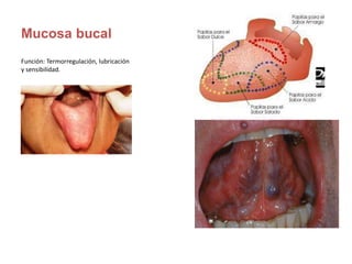 Mucosa bucal
Función: Termorregulación, lubricación
y sensibilidad.
 