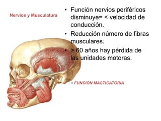 Nervios y Musculatura
• Función nervios periféricos
disminuye= < velocidad de
conducción.
• Reducción número de fibras
musculares.
• > 60 años hay pérdida de
las unidades motoras.
• < FUNCIÓN MASTICATORIA
 