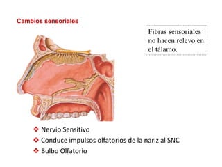 Fibras sensoriales
no hacen relevo en
el tálamo.
 Nervio Sensitivo
 Conduce impulsos olfatorios de la nariz al SNC
 Bulbo Olfatorio
Cambios sensoriales
 
