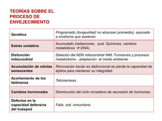 TEORÍAS SOBRE EL
PROCESO DE
ENVEJECIMIENTO
Genética
Programado (longevidad/ no alcanzan promedio), asociado
a síndrome que aceleran
Estrés oxidativo
Acumulado (radiaciones, sust. Químicas, cambios
metabólicos  DNA).
Disfunción
mitocondrial
Deleción del ADN mitocondrialAlt. Funciones y procesos
metabolismo , adaptación al medio ambiente.
Acumulación de células
senescentes
Renovación tisular es disfuncional se pierde la capacidad de
tejidos para mantener su integridad.
Acortamiento de los
telómeros
Telomerasas
Cambios hormonales Disminución del ciclo circadiano de secresión de hormonas.
Defectos en la
capacidad defensiva
del huésped
Falla sist. inmunitario
 
