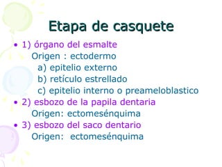 Etapa de casquete
Etapa de casquete
• 1) órgano del esmalte
Origen : ectodermo
a) epitelio externo
b) retículo estrellado
c) epitelio interno o preameloblastico
• 2) esbozo de la papila dentaria
Origen: ectomesénquima
• 3) esbozo del saco dentario
Origen: ectomesénquima
 