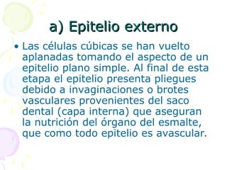 a) Epitelio externo
a) Epitelio externo
• Las células cúbicas se han vuelto
aplanadas tomando el aspecto de un
epitelio plano simple. Al final de esta
etapa el epitelio presenta pliegues
debido a invaginaciones o brotes
vasculares provenientes del saco
dental (capa interna) que aseguran
la nutrición del órgano del esmalte,
que como todo epitelio es avascular.
 