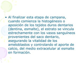 • Al finalizar esta etapa de campana,
cuando comienza la histogénesis o
aposición de los tejidos duros dentarios
(dentina, esmalte), el estrato se vincula
estrechamente con los vasos sanguíneos
provenientes del saco dentario,
asegurando la vitalidad de los
ameloblastos y controlando el aporte de
calcio, del medio extracelular al esmalte
en formación.
 