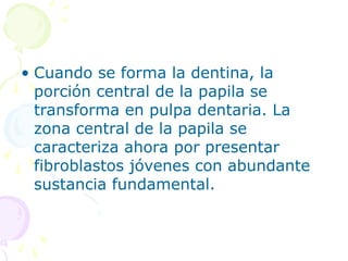 • Cuando se forma la dentina, la
porción central de la papila se
transforma en pulpa dentaria. La
zona central de la papila se
caracteriza ahora por presentar
fibroblastos jóvenes con abundante
sustancia fundamental.
 