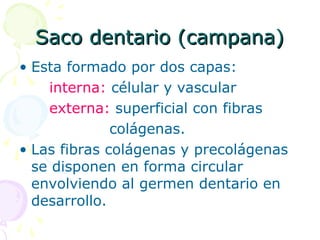 Saco dentario (campana)
Saco dentario (campana)
• Esta formado por dos capas:
interna: célular y vascular
externa: superficial con fibras
colágenas.
• Las fibras colágenas y precolágenas
se disponen en forma circular
envolviendo al germen dentario en
desarrollo.
 