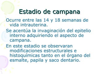 Estadio de campana Ocurre entre las 14 y 18 semanas de vida intrauterina. Se acentúa la invaginación del epitelio interno adquiriendo el aspecto de campana. En este estadio se observaran modificaciones estructurales e histoquímicas tanto en el órgano del esmalte, papila y saco dentario. 