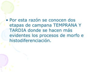 Por esta razón se conocen dos etapas de campana TEMPRANA Y TARDIA donde se hacen más evidentes los procesos de morfo e histodiferenciación. 
