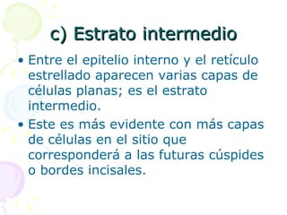 c) Estrato intermedio Entre el epitelio interno y el retículo estrellado aparecen varias capas de células planas; es el estrato intermedio. Este es más evidente con más capas de células en el sitio que corresponderá a las futuras cúspides o bordes incisales.  