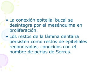 La conexión epitelial bucal se desintegra por el mesénquima en proliferación. Los restos de la lámina dentaria persisten como restos de epiteliales redondeados, conocidos con el nombre de perlas de Serres. 