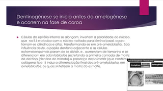 Dentinogênese se inicia antes da amelogênese
e ocorrem na fase de coroa
 Células do epitélio interno se alongam, invertem a polaridade do núcleo,
que no E.I era baixo com o núcleo voltado para lâmina basal, agora
tornam-se cilíndricas e altas, transformando-se em pré-ameloblastos. Sob
influência deste, a papila dentária adjacente e as células
ectomesenquimais param de se dividir, e , aumentam de tamanho e se
diferenciam em odontoblastos secretando a primeira camada de matriz
de dentina (dentina do mando).A presença dessa matriz (que contém
colágeno tipo 1) induz a diferenciação final dos pré-ameloblastos em
ameloblastos, os quais sintetizam a matriz do esmalte.
 