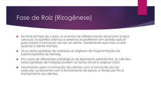 Fase de Raiz (Rizogênese)
 No final da fase de coroa, os eventos de diferenciação alcançam a alça
cervical, os epitélios internos e externos se proliferam em sentido apical
para induzir a formação da raiz do dente. Geralmente essa fase ocorre
quando o dente irrompe.
 Já os restos epiteliais de malassez se originam da fragmentação da
bainha epitelial de Hertwig
 Em casos de alterações patológicas do ligamento periodontal, as céls dos
restos epiteliais de malasses podem se tornar ativas e originar cistos.
 Terminando assim a formação dos dentes com a formação da raiz
radicular, juntamente com o fechamento do ápice, e tendo por fim o
irrompimento dos dentes.
 