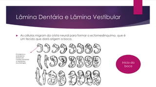 Lâmina Dentária e Lâmina Vestibular
 As células migram da crista neural para formar o ectomesênquima, que é
um tecido que dará origem a boca.
Ectoderma e
endoderma
entram em
contato formando
a membrana
bucofaringea. Inicio da
boca
 