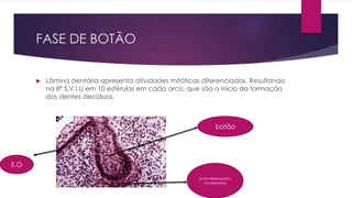 FASE DE BOTÃO
 Lâmina dentária apresenta atividades mitóticas diferenciadas. Resultando
na 8ª S.V.I.U em 10 esférulas em cada arco, que são o inicio da formação
dos dentes decíduos.
ectomesenquima
condensado
botão
E.O
 