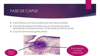 FASE DE CAPUZ
 Caracterizada por intensa proliferação das células epiteliais.
 Crescimento desigual do botão (capuz), formação da papila
dentária(céls ectomesenquimais) e a formação do folículo dental.
 Conjunto denominado germe dental.
Ectomesenqui
ma mais
condensado
Delimitação
do germe
dentário
 
