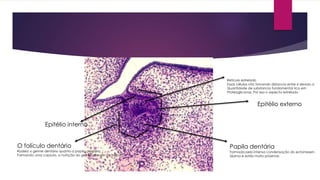 Epitélio interno
Epitélio externo
Reticulo estrelado
Essas células vão tomando distancia entre si devido a
Quantidade de substancia fundamental rica em
Proteoglicanas. Por isso o aspecto estrelado
Papila dentária
Formada pela intensa condensação do ectomesen-
Quima e estão muito próximas
O folículo dentário
Rodeia o germe dentário quanto a papila dentária,
Formando uma capsula, a nutrição do germe provem do foliculo
 