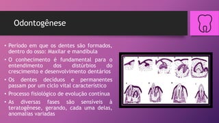 Odontogênese
• Período em que os dentes são formados,
dentro do osso: Maxilar e mandíbula
• O conhecimento é fundamental para o
entendimento dos distúrbios do
crescimento e desenvolvimento dentários
• Os dentes decíduos e permanentes
passam por um ciclo vital característico
• Processo fisiológico de evolução contínua
• As diversas fases são sensíveis à
teratogênese, gerando, cada uma delas,
anomalias variadas
 