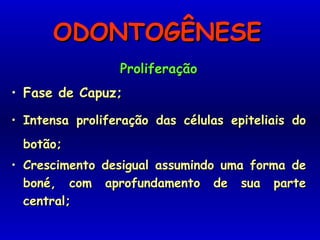 ODONTOGÊNESEODONTOGÊNESE
ProliferaçãoProliferação
• Fase de Capuz;Fase de Capuz;
• Intensa proliferação das células epiteliais doIntensa proliferação das células epiteliais do
botão;botão;
• Crescimento desigual assumindo uma forma deCrescimento desigual assumindo uma forma de
boné, com aprofundamento de sua parteboné, com aprofundamento de sua parte
central;central;
 