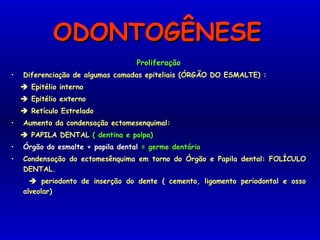 ODONTOGÊNESEODONTOGÊNESE
ProliferaçãoProliferação
• Diferenciação de algumas camadas epiteliais (ÓRGÃO DO ESMALTE) :Diferenciação de algumas camadas epiteliais (ÓRGÃO DO ESMALTE) :
 Epitélio internoEpitélio interno
 Epitélio externoEpitélio externo
 Retículo EstreladoRetículo Estrelado
• Aumento da condensação ectomesenquimal:Aumento da condensação ectomesenquimal:
 PAPILA DENTALPAPILA DENTAL ( dentina e polpa)( dentina e polpa)
• Órgão do esmalte + papila dentalÓrgão do esmalte + papila dental = germe dentário= germe dentário
• Condensação do ectomesênquima em torno do Órgão e Papila dental: FOLÍCULOCondensação do ectomesênquima em torno do Órgão e Papila dental: FOLÍCULO
DENTAL.DENTAL.
 periodonto de inserção do dente ( cemento, ligamento periodontal e ossoperiodonto de inserção do dente ( cemento, ligamento periodontal e osso
alveolar)alveolar)
 