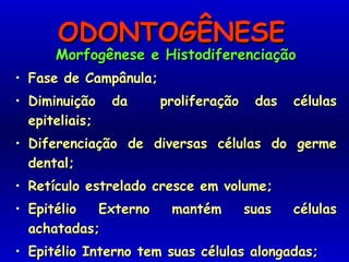 ODONTOGÊNESEODONTOGÊNESE
Morfogênese e HistodiferenciaçãoMorfogênese e Histodiferenciação
• Fase de Campânula;Fase de Campânula;
• Diminuição da proliferação das célulasDiminuição da proliferação das células
epiteliais;epiteliais;
• Diferenciação de diversas células do germeDiferenciação de diversas células do germe
dental;dental;
• Retículo estrelado cresce em volume;Retículo estrelado cresce em volume;
• Epitélio Externo mantém suas célulasEpitélio Externo mantém suas células
achatadas;achatadas;
• Epitélio Interno tem suas células alongadas;Epitélio Interno tem suas células alongadas;
 