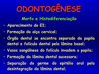 ODONTOGÊNESEODONTOGÊNESE
Morfo e HistodiferenciaçãoMorfo e Histodiferenciação
• Aparecimento do EI;Aparecimento do EI;
• Formação da alça cervical;Formação da alça cervical;
• Órgão dental se encontra separado da papilaÓrgão dental se encontra separado da papila
dental e folículo dental pela lâmina basal;dental e folículo dental pela lâmina basal;
• Vasos sangüíneos do folículo invadem a papila;Vasos sangüíneos do folículo invadem a papila;
• Formação da lâmina dental sucessora;Formação da lâmina dental sucessora;
• Separação do germe do epitélio oral pelaSeparação do germe do epitélio oral pela
desintegração da lâmina dental;desintegração da lâmina dental;
 