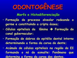 ODONTOGÊNESEODONTOGÊNESE
Morfo e HistodiferenciaçãoMorfo e Histodiferenciação
• Formação do processo alveolar rodeando oFormação do processo alveolar rodeando o
germe e constituindo a cripta óssea;germe e constituindo a cripta óssea;
• Células epiteliais da lâminaCélulas epiteliais da lâmina  Formação doFormação do
canal gubernacular;canal gubernacular;
• Formação de dobras do epitélio dental internoFormação de dobras do epitélio dental interno
determinando a forma da coroa do dente;determinando a forma da coroa do dente;
• Acúmulo de células epiteliais na região do EIAcúmulo de células epiteliais na região do EI
formando o nó do esmalte: Fenômeno queformando o nó do esmalte: Fenômeno que
determina a forma da coroa dos dentes.determina a forma da coroa dos dentes.
 