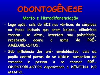 ODONTOGÊNESEODONTOGÊNESE
Morfo e HistodiferenciaçãoMorfo e Histodiferenciação
• Logo após, cels do EDI nos vértices da cúspidesLogo após, cels do EDI nos vértices da cúspides
ou faces incisais que eram baixas, cilíndricasou faces incisais que eram baixas, cilíndricas
tornam- se altas, invertem sua polaridade,tornam- se altas, invertem sua polaridade,
recebendo agora o nome de PRÉ-recebendo agora o nome de PRÉ-
AMELOBLASTOS.AMELOBLASTOS.
• Sob influência dos pré- ameloblastos, cels daSob influência dos pré- ameloblastos, cels da
papila dental param de se dividir, aumentam depapila dental param de se dividir, aumentam de
tamanho e passam a se chamar PRÉ-tamanho e passam a se chamar PRÉ-
ODONTOBLASTOS depositando a DENTINA DOODONTOBLASTOS depositando a DENTINA DO
MANTO.MANTO.
 