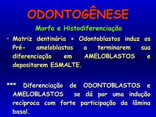 ODONTOGÊNESEODONTOGÊNESE
Morfo e HistodiferenciaçãoMorfo e Histodiferenciação
• Matriz dentinária + Odontoblastos induz osMatriz dentinária + Odontoblastos induz os
Pré- ameloblastos a terminarem suaPré- ameloblastos a terminarem sua
diferenciação em AMELOBLASTOS ediferenciação em AMELOBLASTOS e
depositarem ESMALTE.depositarem ESMALTE.
*** Diferenciação de ODONTOBLASTOS e*** Diferenciação de ODONTOBLASTOS e
AMELOBLASTOS se dá por uma induçãoAMELOBLASTOS se dá por uma indução
recíproca com forte participação da lâminarecíproca com forte participação da lâmina
basal.basal.
 