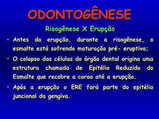 ODONTOGÊNESEODONTOGÊNESE
Risogênese X ErupçãoRisogênese X Erupção
• Antes da erupção, durante a risogênese, oAntes da erupção, durante a risogênese, o
esmalte está sofrendo maturação pré- eruptiva;esmalte está sofrendo maturação pré- eruptiva;
• O colapso das células do órgão dental origina umaO colapso das células do órgão dental origina uma
estrutura chamada de Epitélio Reduzido doestrutura chamada de Epitélio Reduzido do
Esmalte que recobre a coroa até a erupção.Esmalte que recobre a coroa até a erupção.
• Após a erupção o ERE fará parte do epitélioApós a erupção o ERE fará parte do epitélio
juncional da gengiva.juncional da gengiva.
 