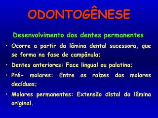 ODONTOGÊNESEODONTOGÊNESE
Desenvolvimento dos dentes permanentesDesenvolvimento dos dentes permanentes
• Ocorre a partir da lâmina dental sucessora, queOcorre a partir da lâmina dental sucessora, que
se forma na fase de campânula;se forma na fase de campânula;
• Dentes anteriores: Face lingual ou palatina;Dentes anteriores: Face lingual ou palatina;
• Pré- molares: Entre as raízes dos molaresPré- molares: Entre as raízes dos molares
decíduos;decíduos;
• Molares permanentes: Extensão distal da lâminaMolares permanentes: Extensão distal da lâmina
original.original.
 