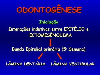 ODONTOGÊNESEODONTOGÊNESE
IniciaçãoIniciação
Interações indutivas entre EPITÉLIO eInterações indutivas entre EPITÉLIO e
ECTOMESÊNQUIMAECTOMESÊNQUIMA
Banda Epitelial primária (5Banda Epitelial primária (5aa
Semana)Semana)
LÂMINA DENTÁRIALÂMINA DENTÁRIA LÂMINA VESTIBULARLÂMINA VESTIBULAR
 