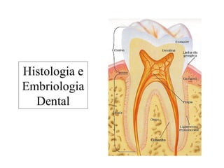 Histologia e
Embriologia
Dental
 