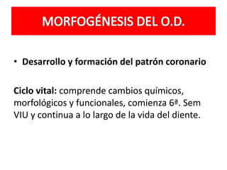 • Desarrollo y formación del patrón coronario
Ciclo vital: comprende cambios químicos,
morfológicos y funcionales, comienza 6ª. Sem
VIU y continua a lo largo de la vida del diente.
 