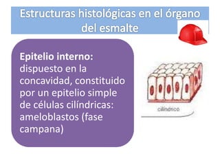Epitelio interno:
dispuesto en la
concavidad, constituido
por un epitelio simple
de células cilíndricas:
ameloblastos (fase
campana)
 