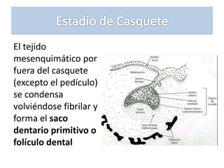 El tejido
mesenquimático por
fuera del casquete
(excepto el pedículo)
se condensa
volviéndose fibrilar y
forma el saco
dentario primitivo o
folículo dental
 
