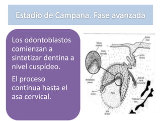 Los odontoblastos
comienzan a
sintetizar dentina a
nivel cuspídeo.
El proceso
continua hasta el
asa cervical.
 