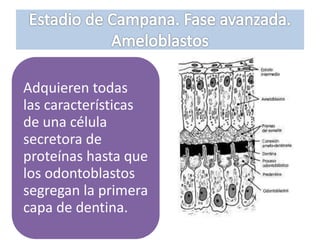 Adquieren todas
las características
de una célula
secretora de
proteínas hasta que
los odontoblastos
segregan la primera
capa de dentina.
 