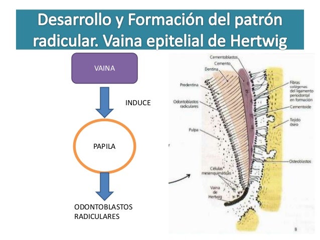 Odontogénesis