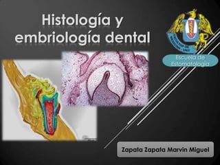 Histología y
embriología dental
Escuela de
Estomatología

Zapata Zapata Marvin Miguel

 