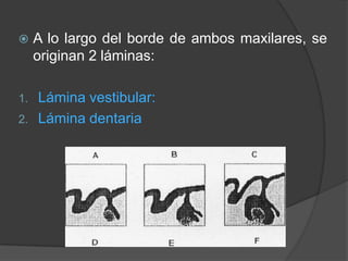     A lo largo del borde de ambos maxilares, se
     originan 2 láminas:

1. Lámina vestibular:
2. Lámina dentaria
 