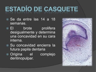  Se da entre las 14 a 18
  semanas.
 El       brote      prolifera
  desigualmente y determina
  una concavidad en su cara
  interna.
 Su concavidad encierra la
  futura papila dentaria
 Origina      el    complejo
  dentinopulpar.
 