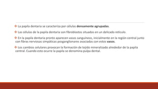  La papila dentaria se caracteriza por células densamente agrupadas.
 Las células de la papila dentaria son fibroblastos situados en un delicado retículo.
 En la papila dentaria pronto aparecen vasos sanguíneos, inicialmente en la región central junto
con fibras nerviosas simpáticas posganglionares asociadas con estos vasos.
 Los cambios celulares provocan la formación de tejido mineralizado alrededor de la papila
central. Cuando esto ocurre la papila se denomina pulpa dental.
 