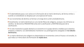  El odontoblasto pasa a ser activo en la formación de la matriz dentinaria, de forma similar a
cuando un osteoblasto se desplaza por una espícula de hueso.
 Los incrementos de dentina se forman a lo largo de la unión amelodentinaria.
Inicialmente, la matriz dentinaria es una red de fibras de colágeno, aunque a las 24 horas se
calcifica. Se denomina PREDENTINA antes de la calcificación y DENTINA después de la
calcificación.
 En este momento la papila dentaria se convierte en la pulpa dental a medida que la dentina
empieza a rodearla. Los odontoblastos mantienen sus prolongaciones alargadas en los túbulos
dentinarios.
 La matriz dentinaria de colágeno es depositada en incrementos como el hueso o el esmalte, lo
que indica un ritmo diario de formación de tejido duro.
 