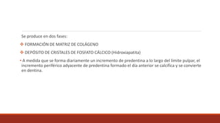 Se produce en dos fases:
 FORMACIÓN DE MATRIZ DE COLÁGENO
 DEPÓSITO DE CRISTALES DE FOSFATO CÁLCICO (Hidroxiapatita)
• A medida que se forma diariamente un incremento de predentina a lo largo del límite pulpar, el
incremento periférico adyacente de predentina formado el día anterior se calcifica y se convierte
en dentina.
 