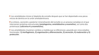  Los ameloblastos inician el depósito de esmalte después que se han depositado unas pocas
micras de dentina en la unión amelodentinaria.
La síntesis, secreción y posterior mineralización del esmalte es un proceso complejo en el que
intervienen proteínas estructurales (amelogenina, ameloblastina y enamelina), así como dos
proteinasas (calicreína-4 y enamelisina).
 Los ameloblastos muestran cambios a medida que se diferencian, pasando por cinco estadios
funcionales: 1) morfogénesis, 2) organización y diferenciación, 3) secreción, 4) maduración y 5)
protección.
 